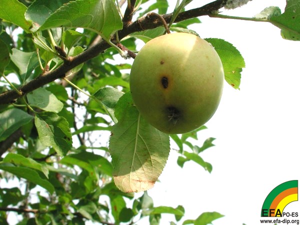 Carpocapsa pomonella - Síntoma del ataque de larva (penetración) en fruto.jpg